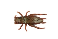 BERKLEY GULP CRICKET