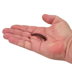 BERKLEY GULP PINCHED CRAWLER 7 BERKLEY GULP PINCHED CRAWLER -Fishing Supplies Shop Berkley GulpPinchedCrawler Nightcrawler 2in HAND 1000